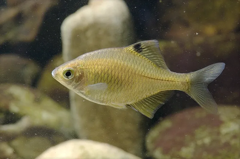 タイリクバラタナゴ (Rhodeus ocellatus)