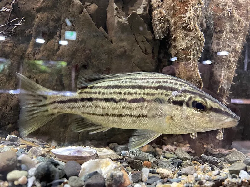 シマイサキ (Rhynchopelates oxyrhynchus)