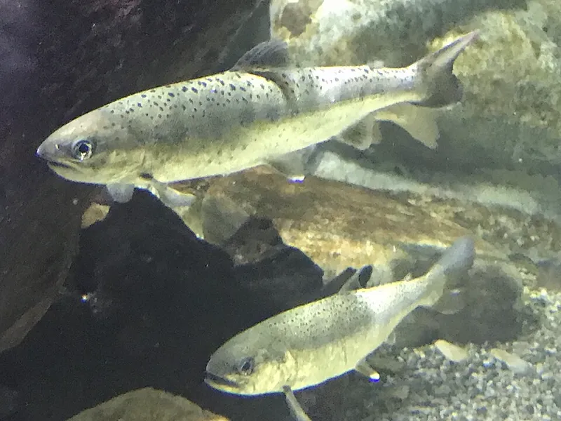 Masu Salmon (Oncorhynchus masou masou)