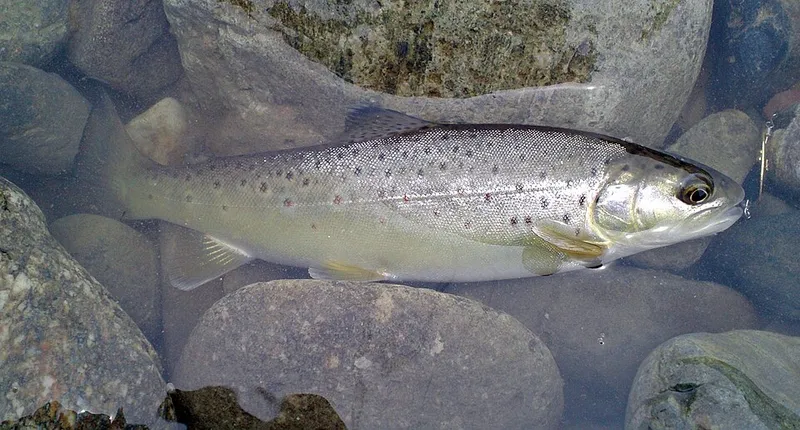 ブラウントラウト (Salmo trutta)