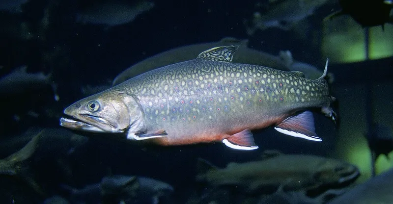 カワマス (Salvelinus fontinalis)