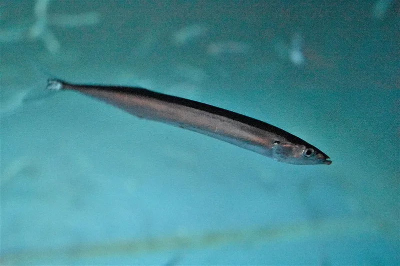 サンマ (Cololabis saira)