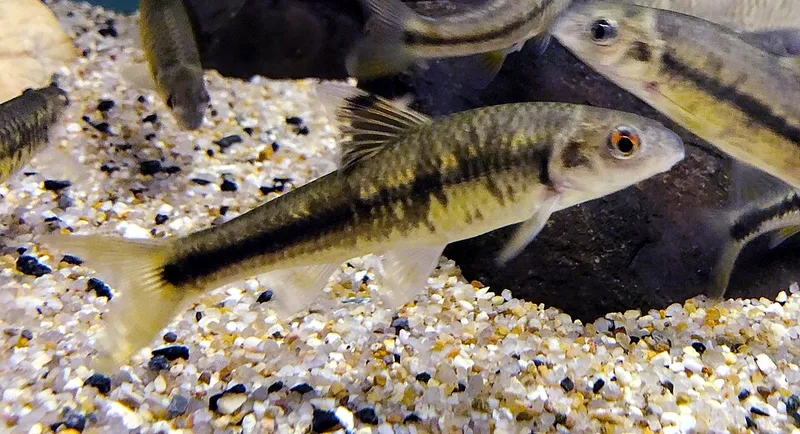 ヒガイ (Sarcocheilichthys variegatus)