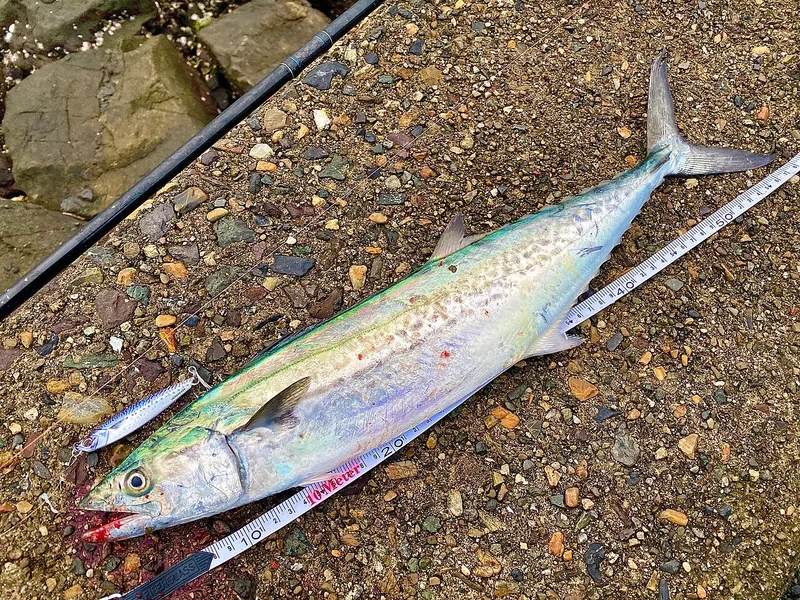 サワラ (Scomberomorus niphonius)