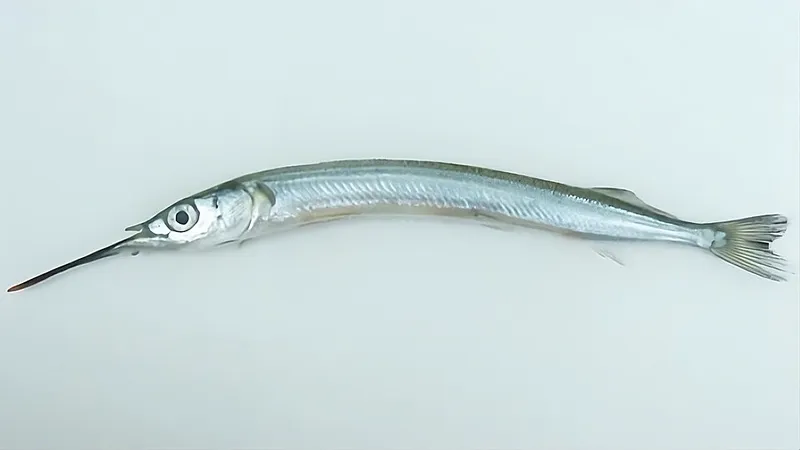 サヨリ (Hyporhamphus sajori)