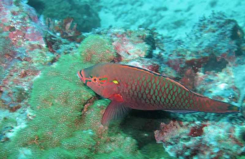 Swarthy Parrotfish (Scarus niger)