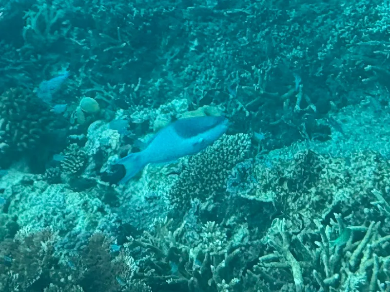 Darkcap Parrotfish (Scarus oviceps)