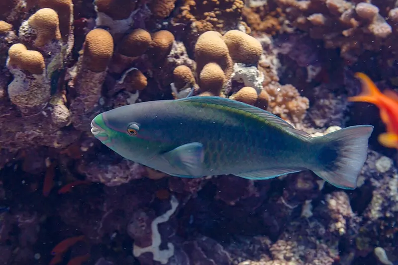 オウムブダイ (Scarus psittacus)