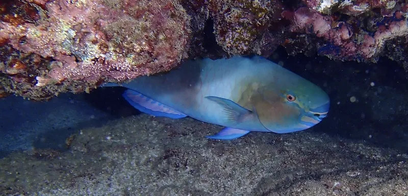 Redlip Parrotfish (Scarus rubroviolaceus)