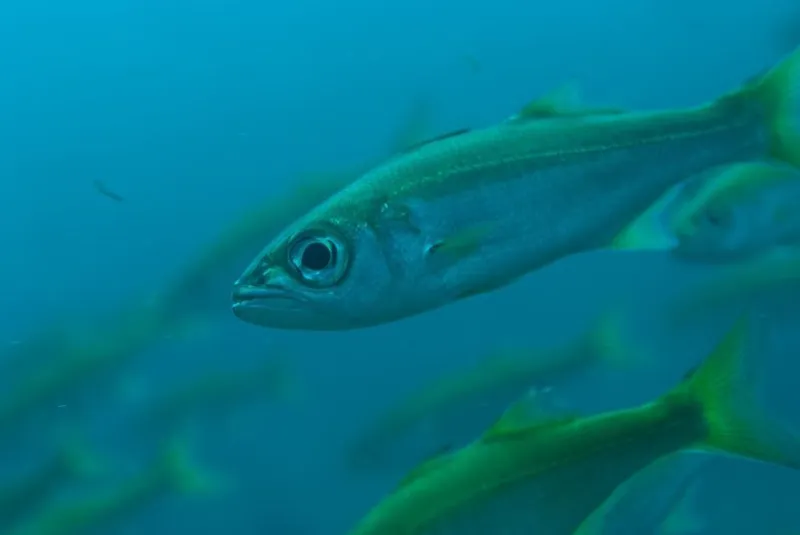 Gnomefish (Scombrops boops)