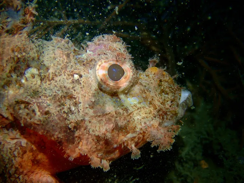 オニカサゴ (Scorpaenopsis cirrosa)