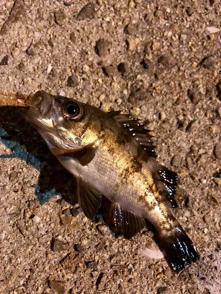 シロメバル (Sebastes cheni)