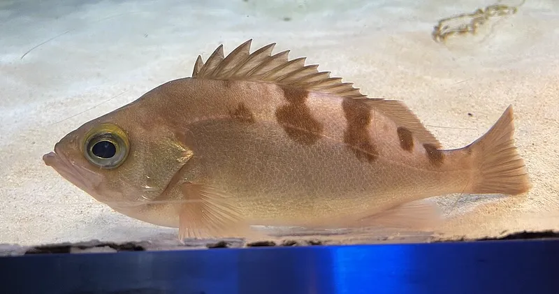 トゴットメバル (Sebastes joyneri)