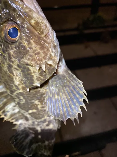 タケノコメバル (Sebastes oblongus)