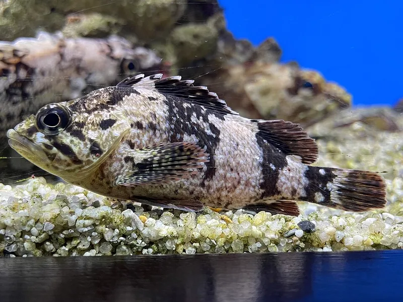 ムラソイ (Sebastes pachycephalus)
