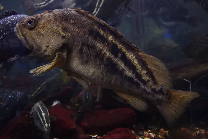 シマソイ (Sebastes trivittatus)