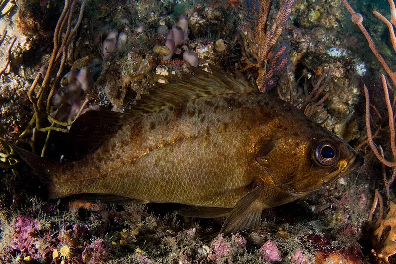 クロメバル (Sebastes ventricosus)