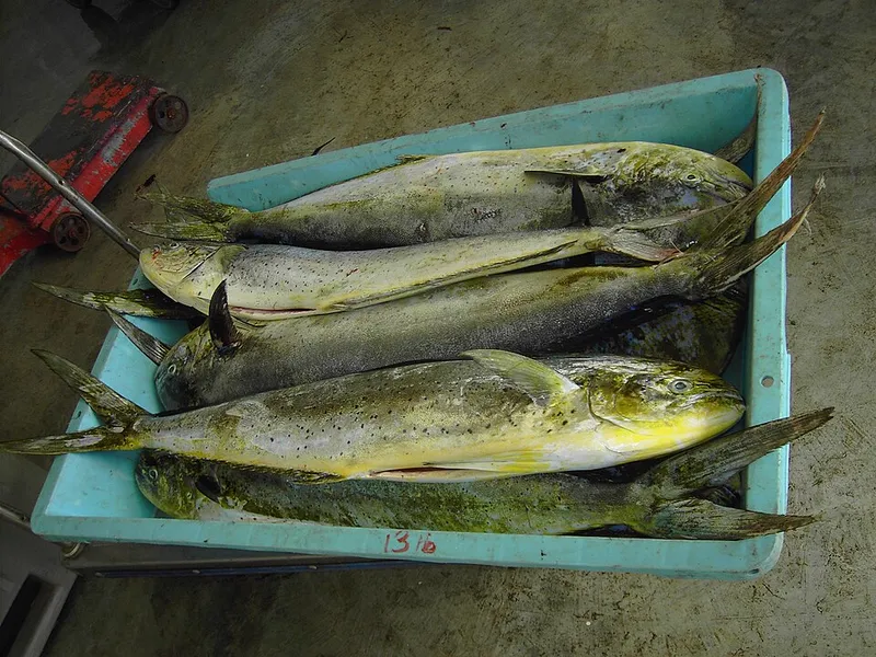 シイラ (Coryphaena hippurus)