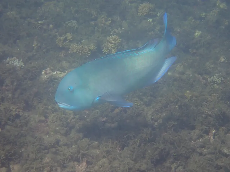 Blackspot Tuskfish (Choerodon schoenleinii)