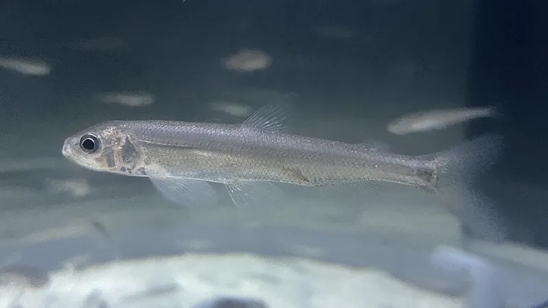シシャモ (Spirinchus lanceolatus)