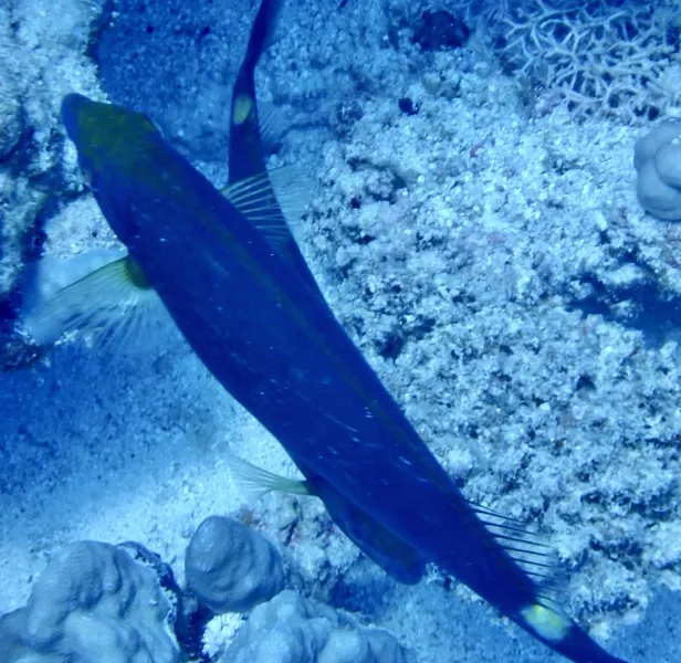 ハナアイゴ (Siganus argenteus)