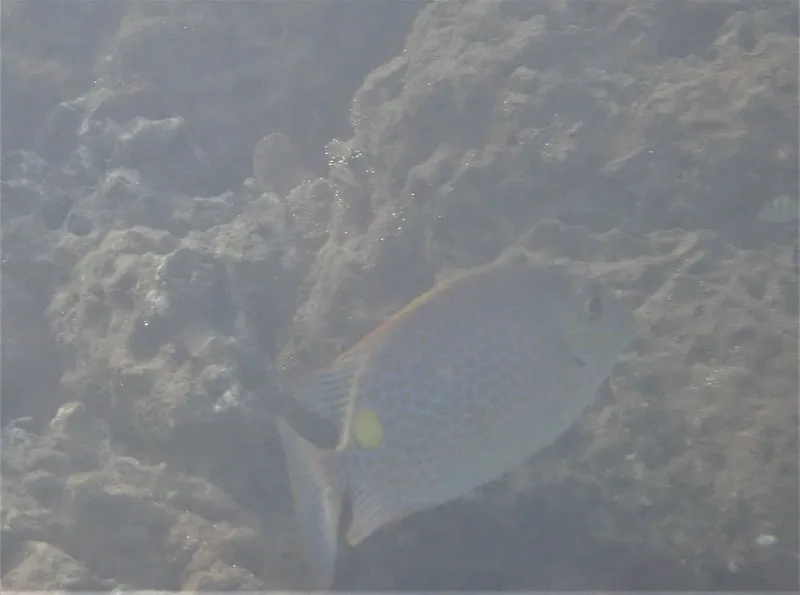 ゴマアイゴ (Siganus guttatus)