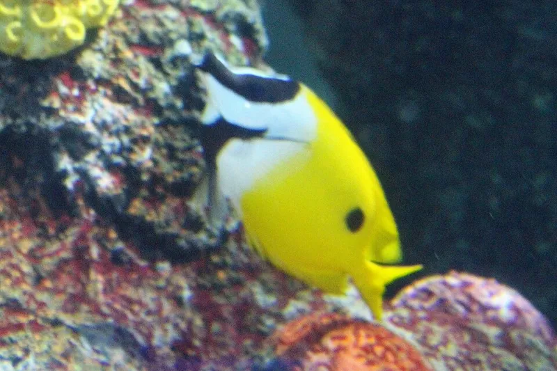 ヒフキアイゴ (Siganus unimaculatus)