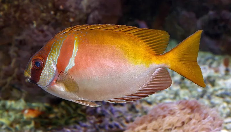 ヒメアイゴ (Siganus virgatus)