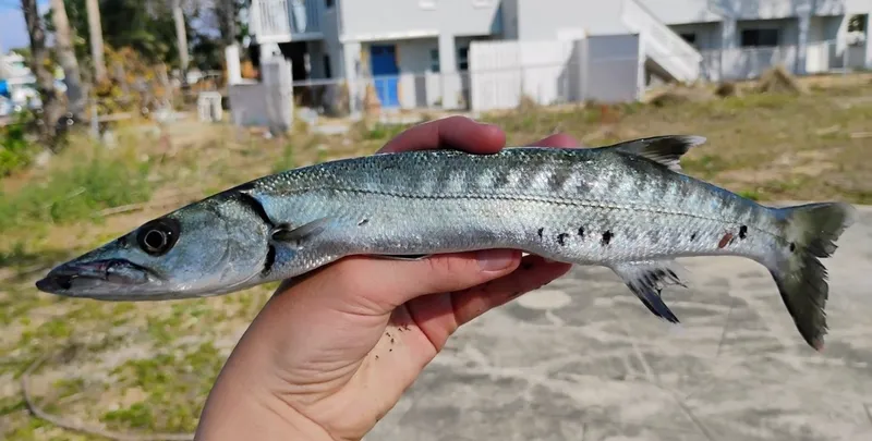 オニカマス (Sphyraena barracuda)