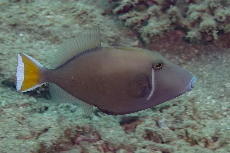 ツマジロモンガラ (Sufflamen chrysopterum)