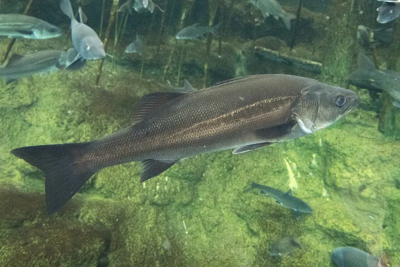 スズキ (Lateolabrax japonicus)