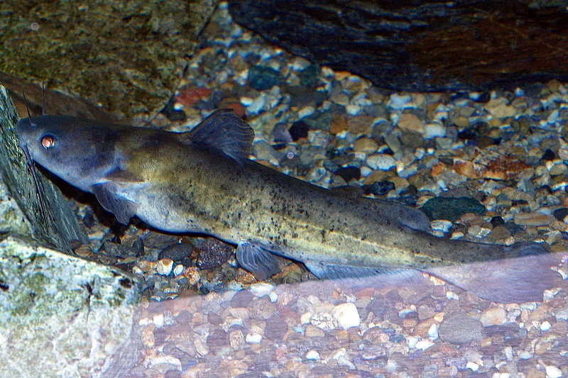 Gigi catfish (Tachysurus nudiceps)