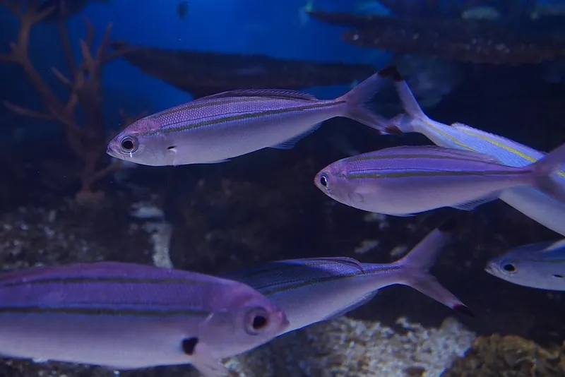 タカサゴ (Pterocaesio digramma)