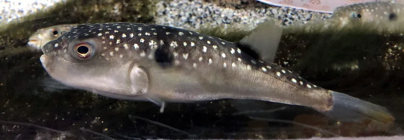 クサフグ (Takifugu alboplumbeus)