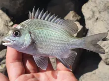 Pikey Bream