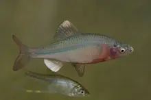 Striped Bitterling