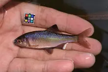 Japanese Bitterling