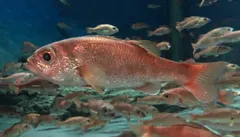 Rosy Seabass