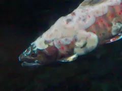 Red-spotted Masu Salmon