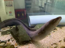 Marbled Eel