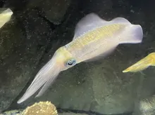 アオリイカ