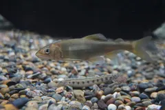 Sweetfish