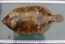 Slime flounder
