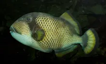 ゴマモンガラ