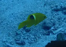 タキベラ