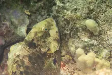 タイワンブダイ