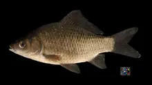 Japanese Silver Crucian Carp