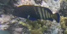 Peacock Grouper