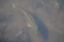 カムルチー