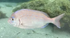 Yellowback Seabream